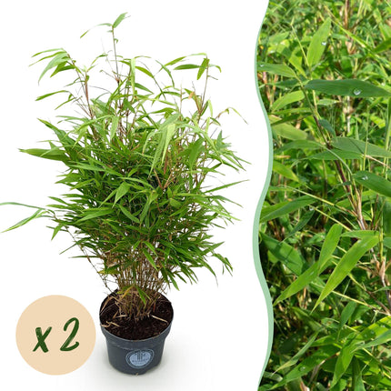 Fargesia Rufa - Niet Woekerende Bamboe - ↕80cm - Ø23cm - 2x