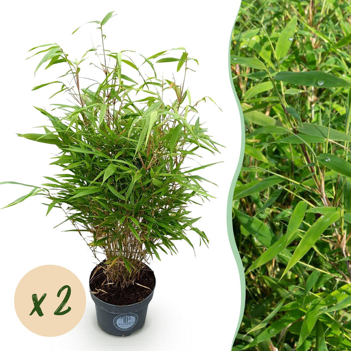 Fargesia Rufa - Bambù non invasivo - ↕80cm - Ø23cm - 2x