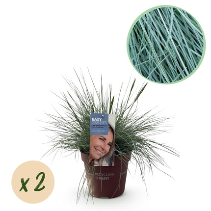 Festuca glauca Intense Blue - Blue - ↕50cm - Ø17cm - 2x