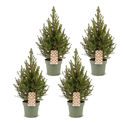 4x Picea glauca Conica - Kegelspar - Groen - Kerstboom - Ø17cm - ↕65cm
