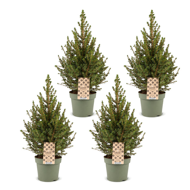 4x Picea glauca Conica - Kegelspar - Groen - Kerstboom - Ø17cm - ↕65cm