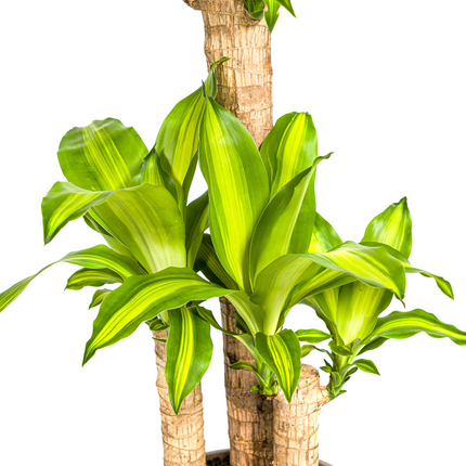 Dracaena Fragrans Massangeana with basket - ↕90-110cm - Ø21cm