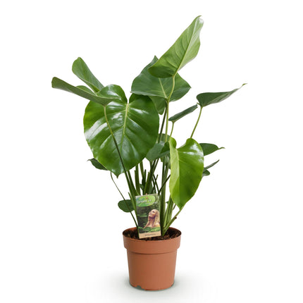 Monstera Deliciosa - Planta de hoyo - ↕50-55cm - Ø17cm