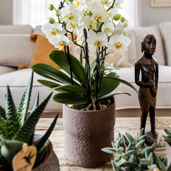 Kolibri Home | Rustic sierpot - Brown - Ø12cm