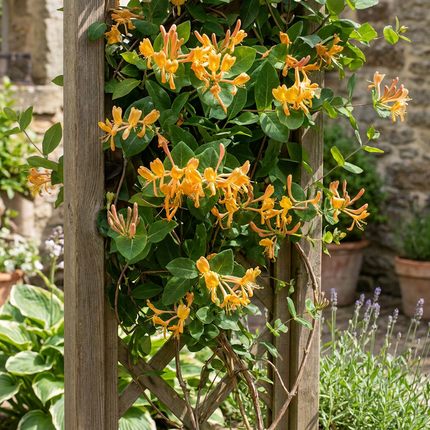 Lonicera tellmanniana - Tellmann-kamperfoelie 6x - Oranje - Geel - Klimplant - Ø9cm - ↕35cm