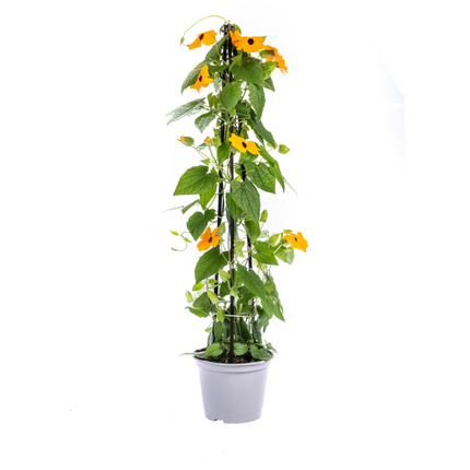 Suzanne der schönen Augen – Thunbergia alata Sunny Susy New Orange – ↕60 cm – Ø13 cm – 4x