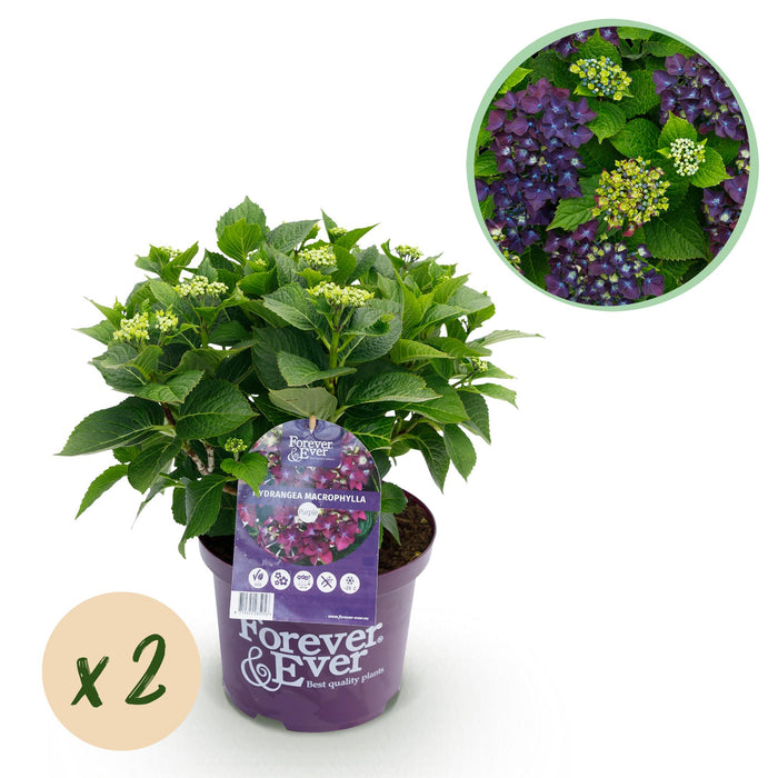Terrasplant - Hortensia - Hydrangea Forever & Ever - Paars - 7-12 Bloemen - 2 Planten - Pot 23cm Hoogte 55cm