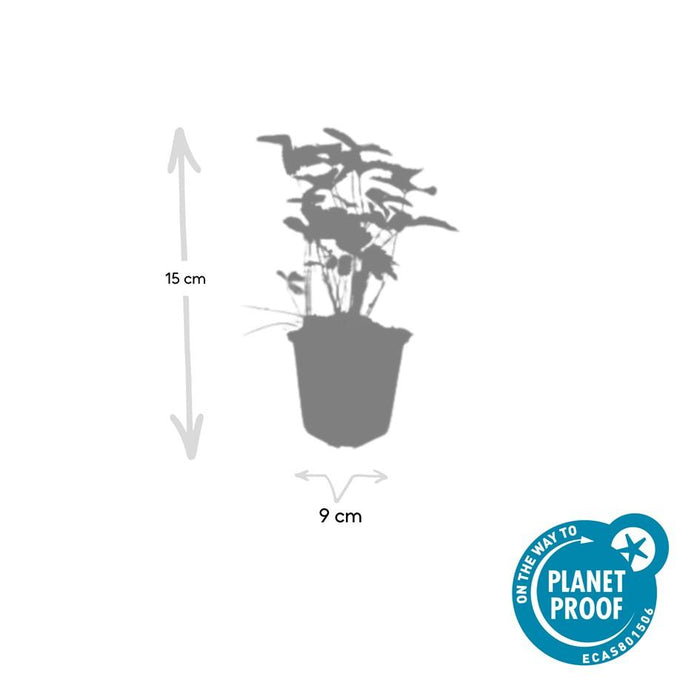 Fragaria Vesca - Bosaardbei - ↕10-25cm - Ø9cm - 6x