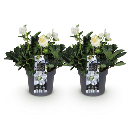 Kerstroos - Helleborus Christmas Carol  - Witte Bloem - ↕35cm - Ø17cm - 2x