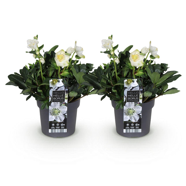 Christrose - Helleborus Christmas Carol - Weiße Blüte - ↕35cm - Ø17cm - 2x