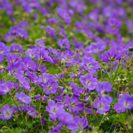 Geranium 'Azure Rush' - Żurawik - ↕10-25cm - Ø9cm - 24x