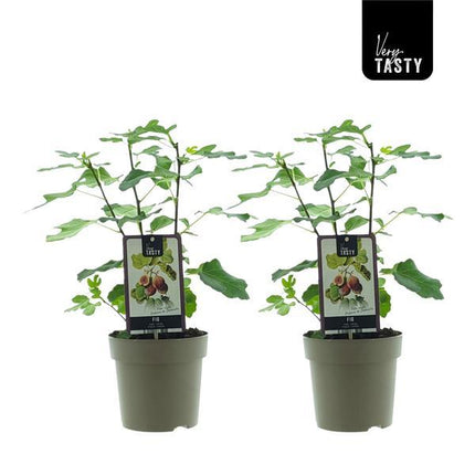 Ficus Precose De Dalmatie - ↕40cm - Ø15cm - 2x