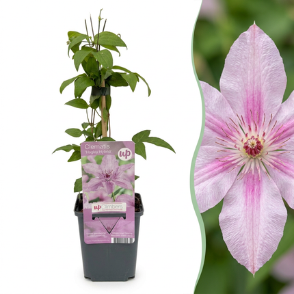 Clematis Hagley Hybrid - Bosrank 4x - Roze - Klimplant - Ø9cm - ↕35cm