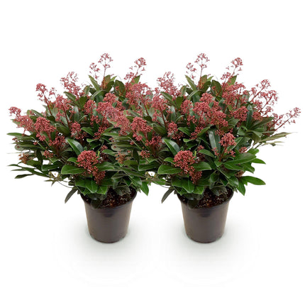 Skimmia Japonica Rubella - Bloem Rood - 40+ Bloemen - ↕60cm - Ø19cm - 2x