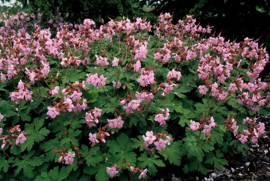 Geranium macrorrhizum 'Ingwersen's Variety' - ↕10-25cm - Ø9cm - 40x