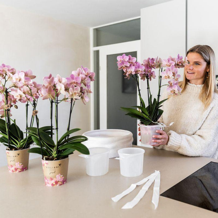 Kolibri Home | Como sierpot incl. watergeefsysteem - 3x Ø12cm