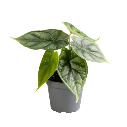 Alocasia Dragon Scale - Drakenschubben olifantsoor - Groen - Tropisch - Ø6cm - ↕12cm
