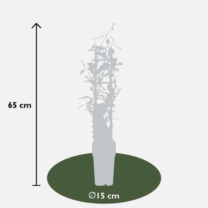 Trachelospermum 'Star of Ibiza' - ↕65cm - Ø15cm - 2x