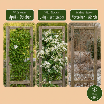 Clematis vitalba - Bosrank 6x - Wit - Klimplant - Ø9cm - ↕35cm