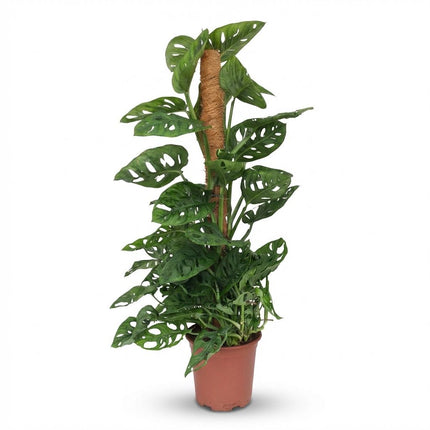 Monstera Andansonii Moss Stick - Monkey Mask - ↕90cm - Ø19cm