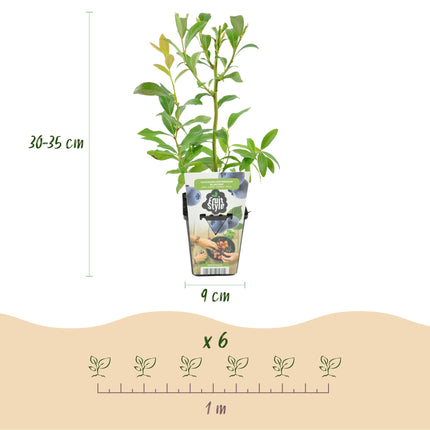Heidelbeerpflanze (Vaccinium corymbossum 'Bluecrop') – Topf 9 cm – 6 Heidelbeeren