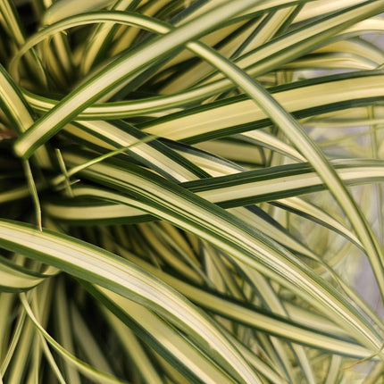 Carex oshimensis 'Evergold' - Zegge - ↕10-25cm - Ø9cm - 60x