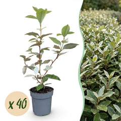 Collection image for: Wierzba oliwna (Elaeagnus Ebbingei)