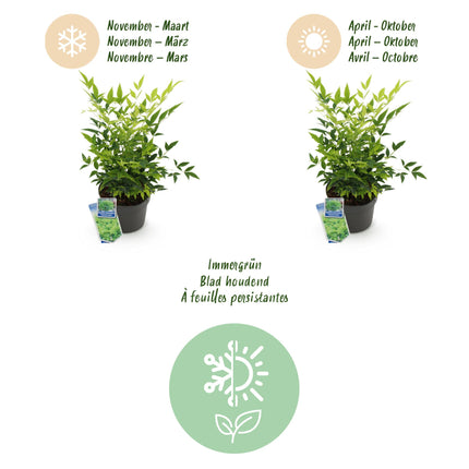 Nandina Lemon & Lime - Geel - 1 Plant - Groenblijvend - Weinig Onderhoud - Pot 17cm Hoogte 45cm