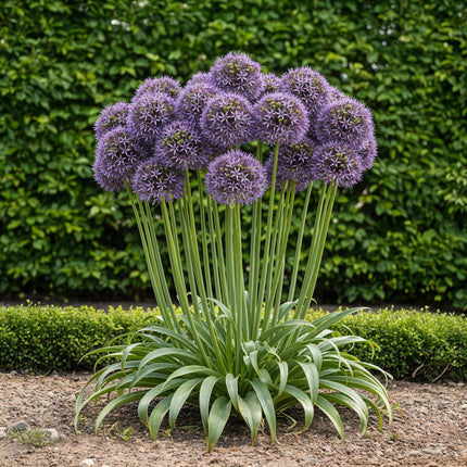 Bulbes d'ail - Allium Gladiator - Violet - Lot de 5 - Calibre 16/18 - Format XXL