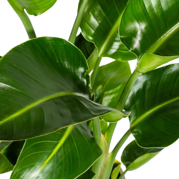 Strelitzia Nicolai met mand - ↕90-110cm - Ø21cm