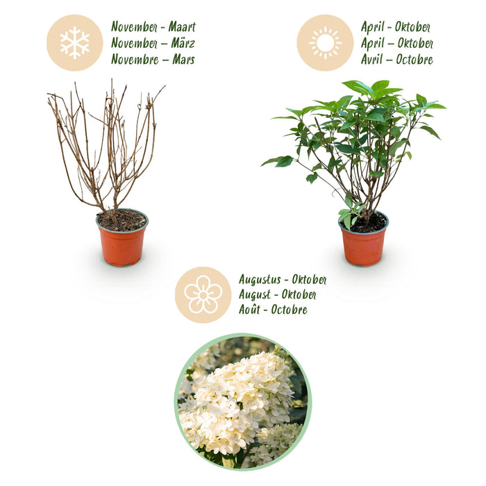 Hydrangea panniculata Limelight - Pluimhortensia - Winterhard - Lime Groen - 1 Plant - Pot 12cm - Hoogte Hoogte 20-30cm