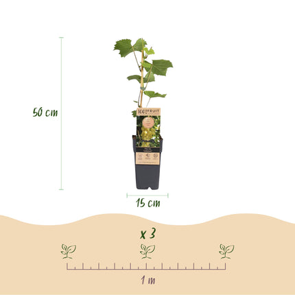 Vitis vinifera Lakemont - Vid - Resistente - Uva dorada - 2 plantas - Maceta de 15 cm - Altura 50 cm