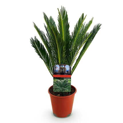 Cycas revoluta - Palm fern - ↕45cm - Ø14cm