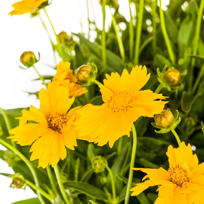 Coreopsis Grandiflora - Meisjesogen - ↕50-60cm - Ø19cm