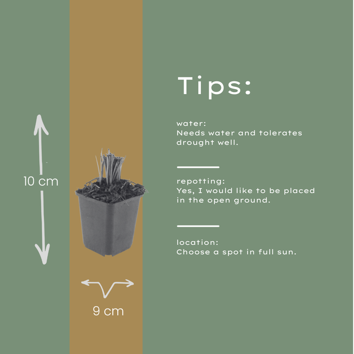 24x Liatris spicata - ↕10-25cm - Ø9cm