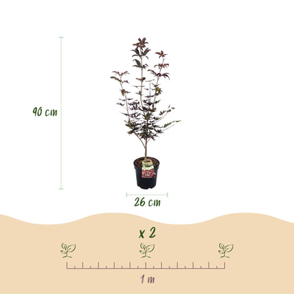 Acer palmatum Bloodgood - Japanse Esdoorn - Rood - ↕90cm - Ø26cm