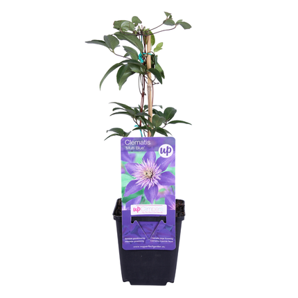 Clematis ‘Multi Blue’ 6x – P9 pot – bijzondere blauw bloeiende klimplant