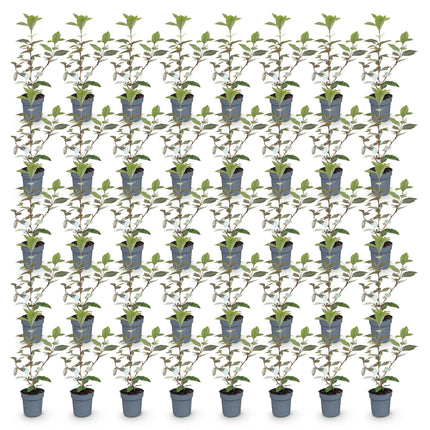 Eleagnus ebbingei Compacta - Olijfwilg - 40x Haagplanten - Groenblijvend - Grijs - Pot 9cm - Hoogte 25-35cm