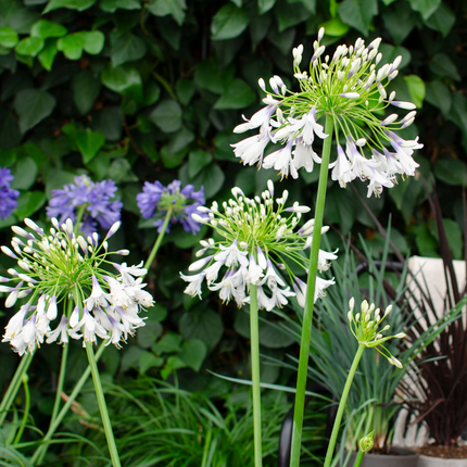Agapanthus 'Fireworks' - Afrikaanse Lelie - ↕70cm - Ø23cm