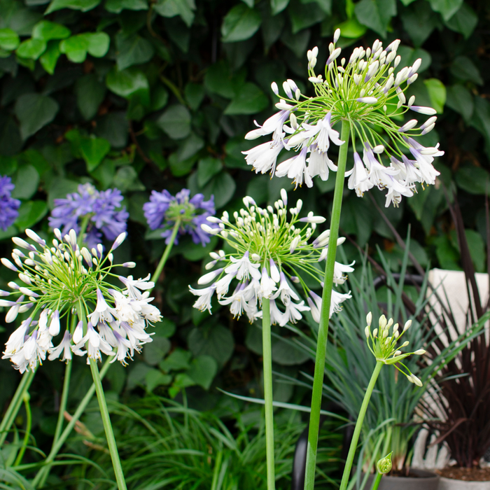 Agapanthus 'Fireworks' - Afrikaanse Lelie - ↕70cm - Ø23cm