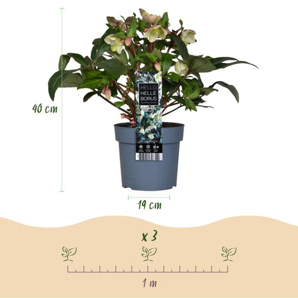 Lenzrose (Helleborus diamfire) – Grüne Blüte – Topf 19 cm, Höhe 40 cm