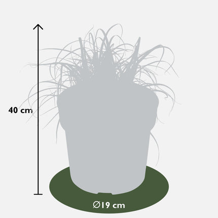 Uncinia rubra Everflame - Red Sedge - ↕40cm - Ø19cm