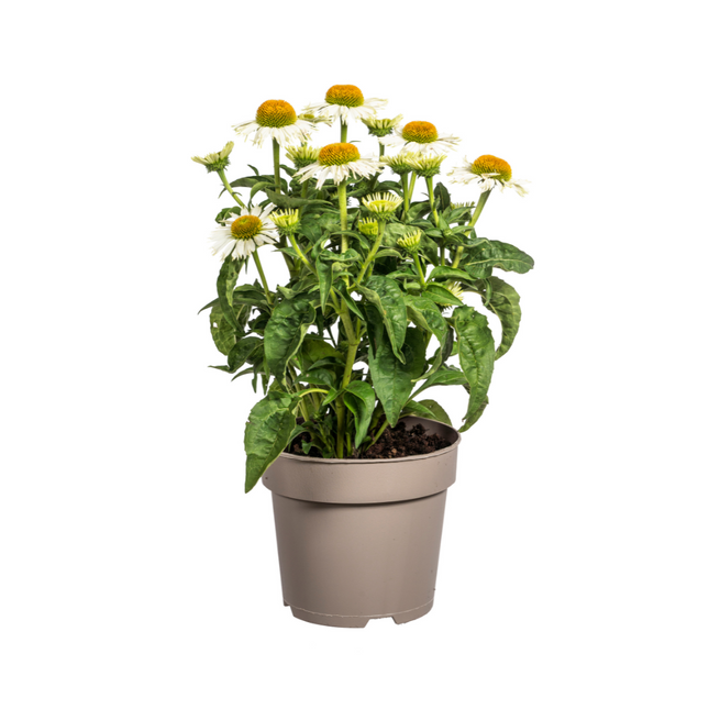 Echinacea Purpurea White - Coneflower - ↕60-70cm - Ø19cm