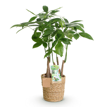 Pachira Aquatica multi-stem - Money tree - with basket - ↕50-55cm - Ø17cm