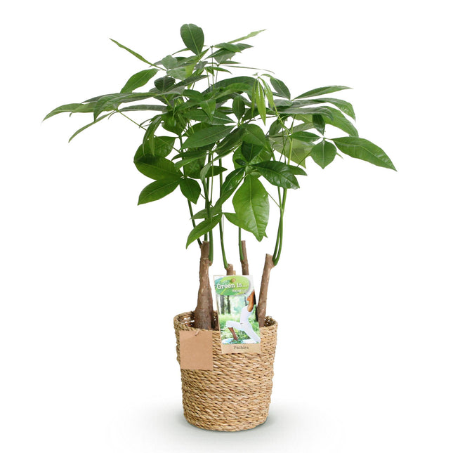 Pachira Aquatica, arbre à monnaie à plusieurs tiges avec panier - ↕50-55cm - Ø17cm