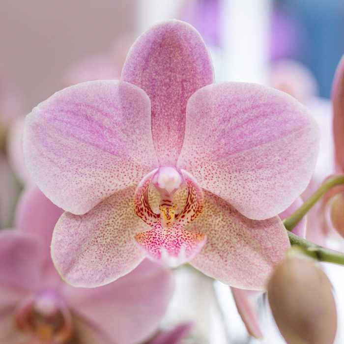 Kolibri Orchids | Roze orchideeënset in Diabolo Twin sierpot Pink | twee oudroze Treviso orchideeën Ø9cm