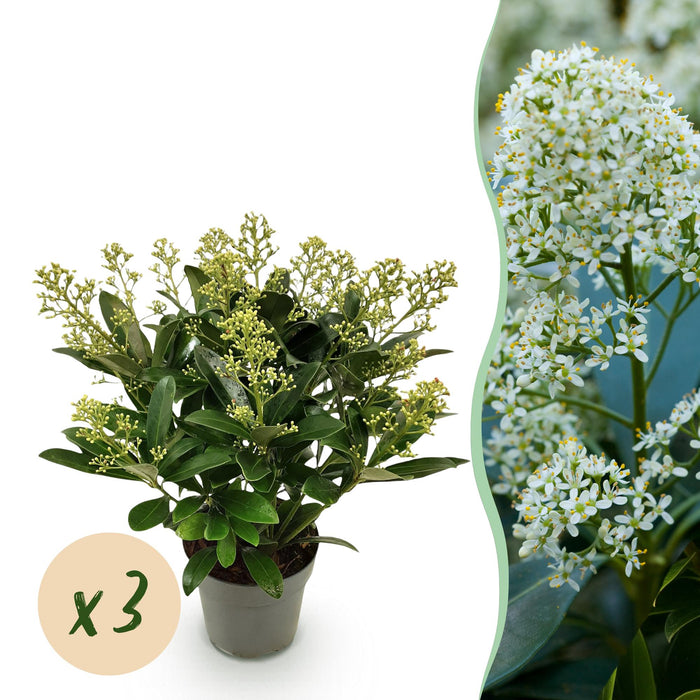 Skimmia japonica Finchy - Bloem Wit - 15+ Bloemen - ↕30cm - Ø15cm - 3x