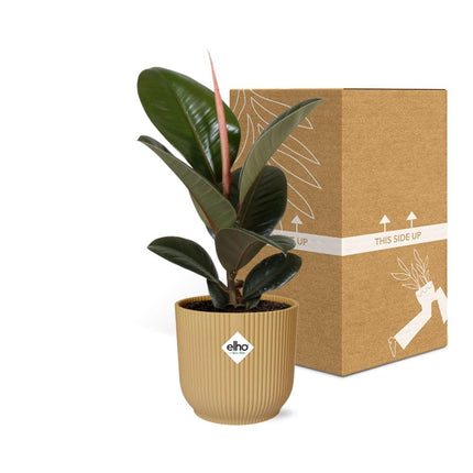 Ficus Elastica ‘Robusta’ in gele elho Vibes Fold - Ø14cm