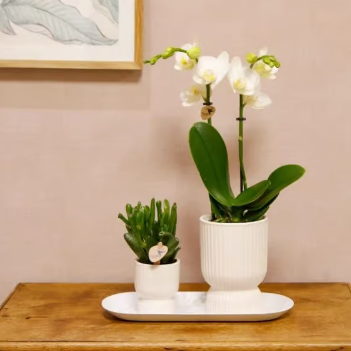 Kolibri Orchids | Giftset Diabolo wit | Witte Amabilis orchidee 9cm + groene plant incl. witte sierpotten & ovaal dienblad