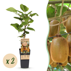 Collection image for: Pianta di kiwi